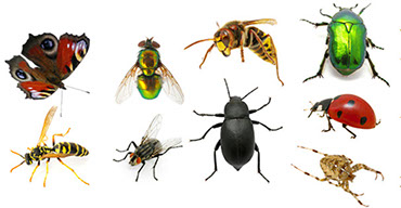 insectos