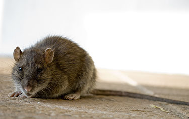control de ratas malaga
